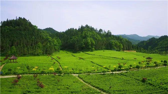 理想华莱新茶上市