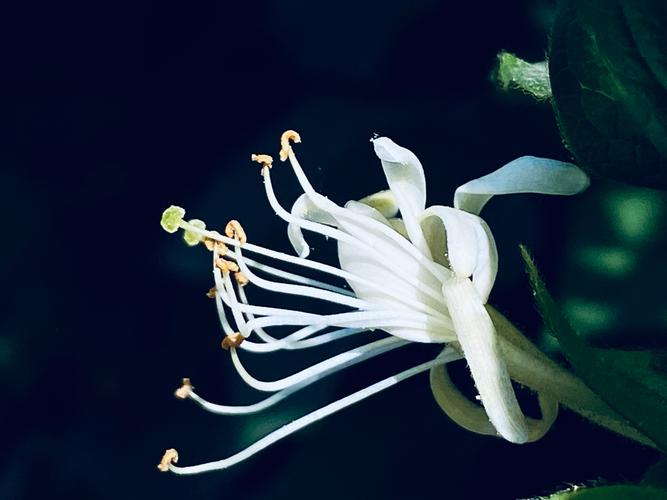 金银花茶，喝对了才有效