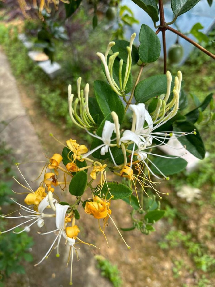 北更金银花，产业发展进入春天